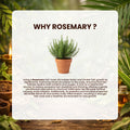 Rosemary plant in a pot with text about using rosemary for hair growth on a white background.